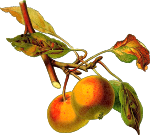 Apple tree 2 (detailed)